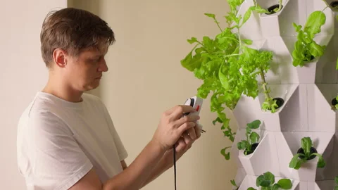 Man adjusting timer switch for indoor hydroponic garden with various leafy green Stock Footage 317534978