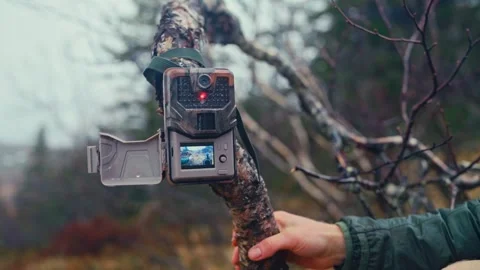 A Man Adjusting a Trail Camera Mounted on a Tree Branch at Reinsjøen in Åfjord Stock Footage 310588490