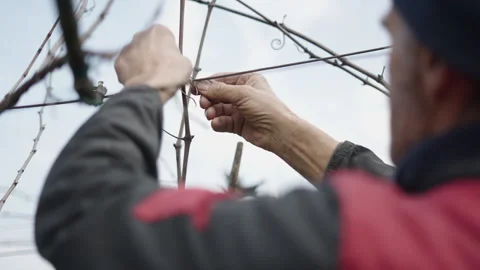 A man adjusts the ropes in a vineyard Stock Footage 271690958