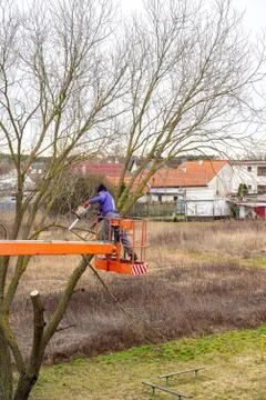 Man on aerial platform pruning branches of tree with chainsaw Stock Photos