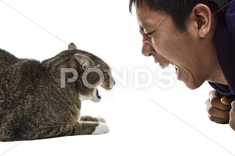 Man against cat- snarling faces Stock Photos