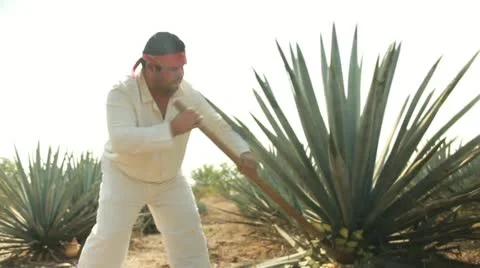 Man in agave field 動画素材 12607679