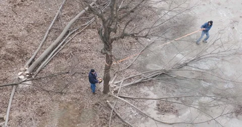 Man almost gets hit by falling tree while cutting it down. No protection, hazard Video stock 230155688