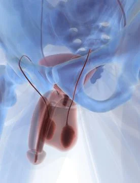Man anatomy Stock Illustration