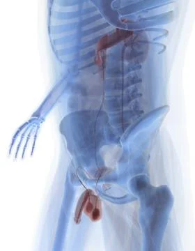 Man anatomy Stock Illustration