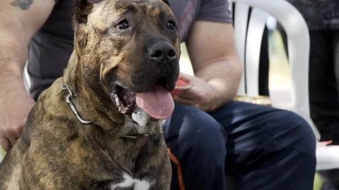 Man and cane corso Stock Footage 107192682