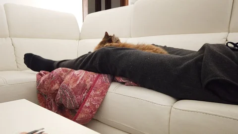 A man and the cat in relax on a sofa, siberian breed of pet Vídeo Stock 127703967