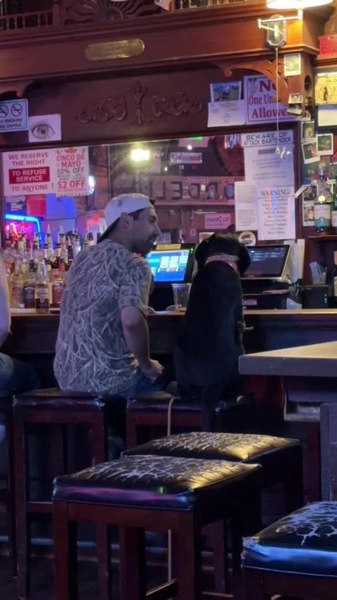 Man and Dog Belly Up at the Bar, Susuin City, California, USA - 29 Apr 2025 Stock Footage 308250053