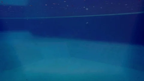 MAN AND DOG DIVING Stock Footage