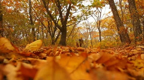 Man and dog Video stock 21868986
