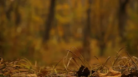 Man and dog Stock Footage 21877959
