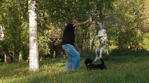 Man and dog Stock Footage 24587246