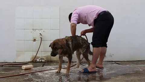 Man and dog Stock Footage 72980600