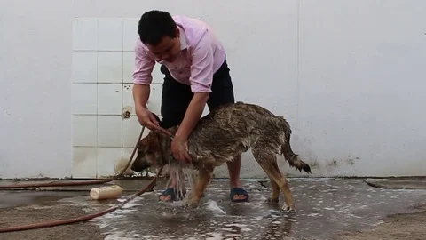 Man and dog Stock Footage 72980833