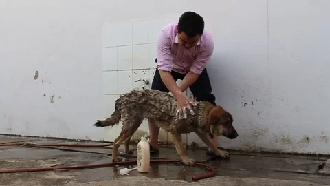 Man and dog Stock Footage 72982266