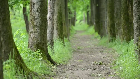 Man and dog Video stock 82530752