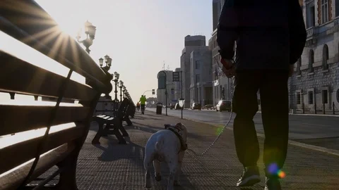 Man and dog Stock Footage 106257354
