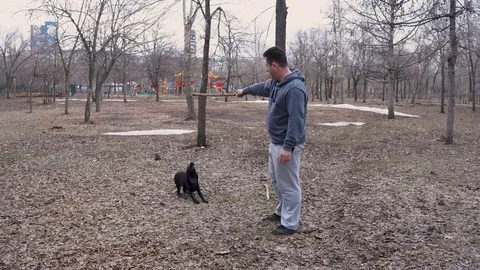 Man and dog kocker-spaniel playing in the park. Russia Stock Footage 75908909