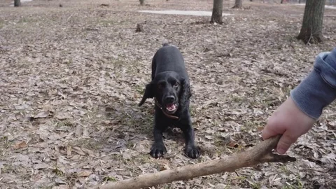 Man and dog kocker-spaniel playing in the park. Russia Stock Footage 75908931