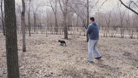 Man and dog kocker-spaniel playing in the park. Russia Stock Footage 75909052