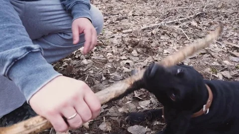 Man and dog kocker-spaniel playing in the park. Russia Stock Footage 75909085