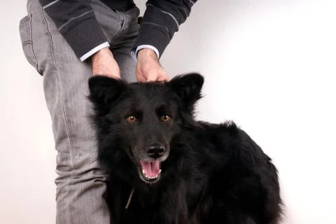 Man and dog Stock Photos