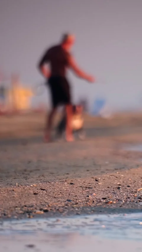 Man and dog play on the beach at sunset Stock Footage 345226382