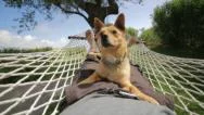 Man And Dog Relaxing On The Hammock. Slow Motion. Stock Footage