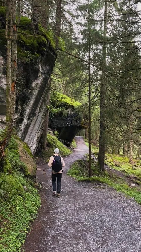 Man and Dog Walking Through Dense Green Forest. Stock Footage 328462340