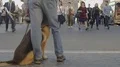 Man and dog without muzzle walking in crowd of people in city, risk of dog bites HD Footage