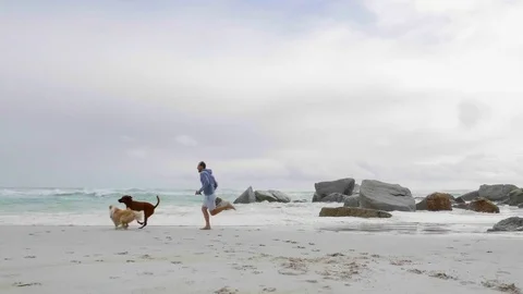 Man and dogs at beach Video stock 81485159