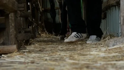 Man and donkey walking 動画素材 119616539