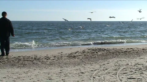 Man and gulls Stock Footage 926110