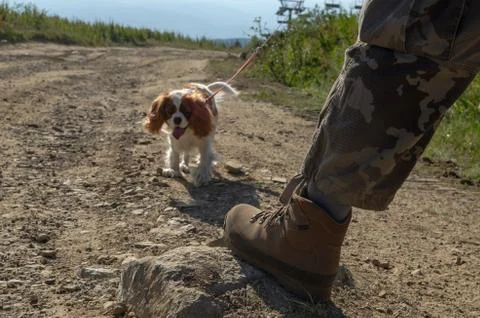 Man and his dog in a walk Stock Photos