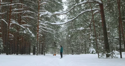 A man and his dog walking in a winter snowy forest during a snowfall Stock Footage 265582048