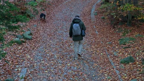A man and his loyal German Shepherd explore a leaf-strewn forest path under.. Stock Footage 256644920