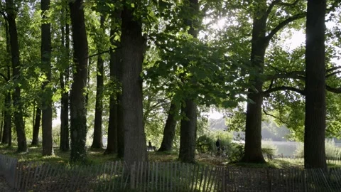 A man and his son feed ducks at the Parc de la Tete d'Or in Lyon Stock Footage 158431406