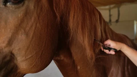 Man and horse - the interaction of two creatures. Woman groomer cutting the mane Stock Footage 280225927
