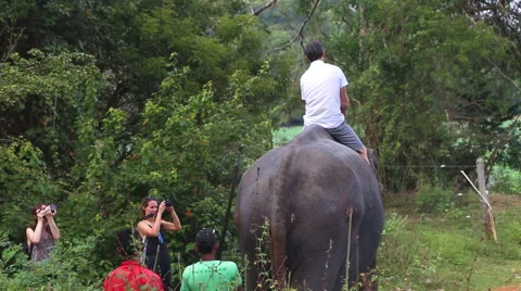 Man and a kid riding an elephant in Sigi... | Stock Video | Pond5