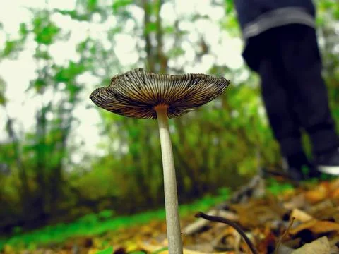 Man and mushroom toadstool Stock Photos