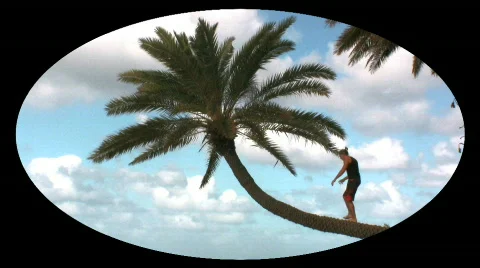 Man and palm tree Stock Footage 144687
