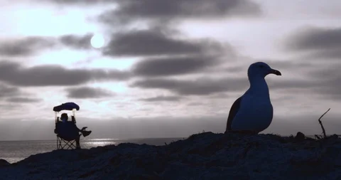 Man and Seagull at Sunset Stock Footage 115282287