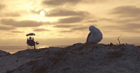 Man and Seagull at Sunset Stock Footage 115282987