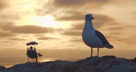 Man and Seagull at Sunset Stock Footage 115284285