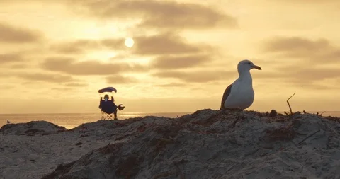 Man and Seagull at Sunset Stock Footage 115291948