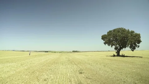Man and a Tree in the middle of Desert Countryside, Wide Angle Video stock 97798377