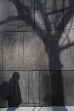 Man and tree shadow reflected on a concrete wall Stock Photos