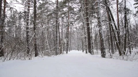 Man and two children run in the winter forest. Slow motion Stock-Footage 68518086