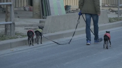 Man and two dogs 스톡 동영상 87344890
