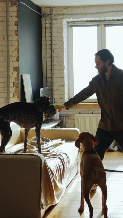 Man and Two Dogs Playing Together Stock Footage 320803541